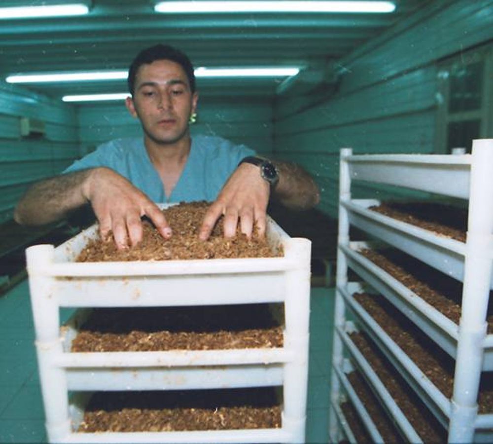 Mosca de los Frutos: Luego de 25 años cambian al director