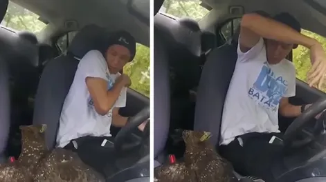 Un águila entró al auto de un youtuber mientras filmaba un video