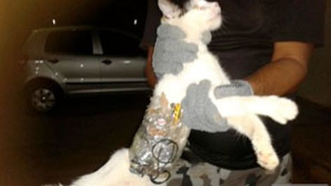 Un gato “traficante”