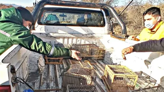 En Ambiente preocupa que continúa subiendo la captura y venta ilegal de aves
