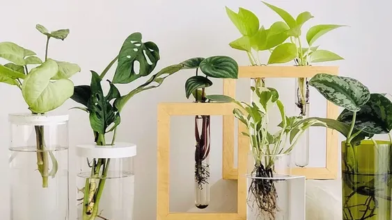 Hidroterrarios, una moda que combina jardinería y decoración