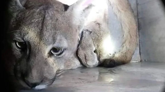 Un puma recorrió el túnel Cristo Redentor y tuvieron que sacarlo los operarios