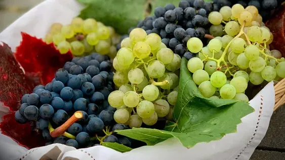 Usan la web para localizar las variedades de uva y mejorar la oferta y demanda del mercado