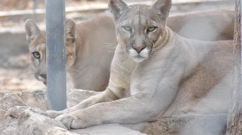 San Juan y los derechos para todos los animales