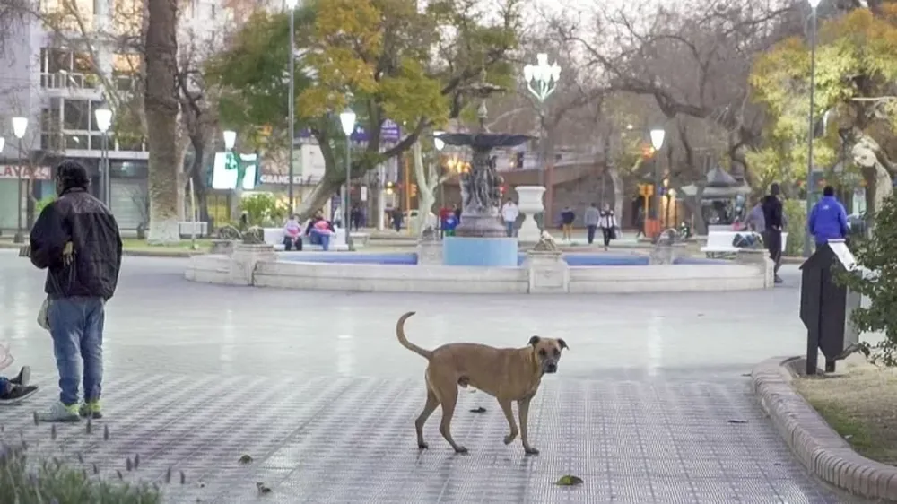 Adoptar perros callejeros