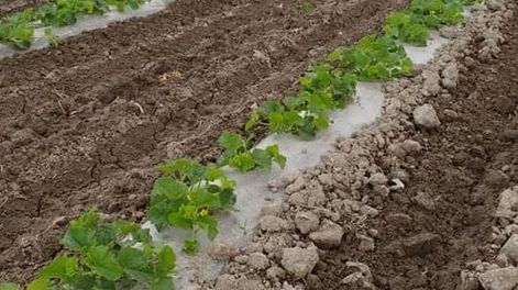 Concurso fotográfico melón de San Juan