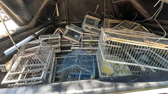 Entrega inédita en Albardón: vecinos devolvieron casi 40 aves silvestres y activaron dos causas contravencionales
