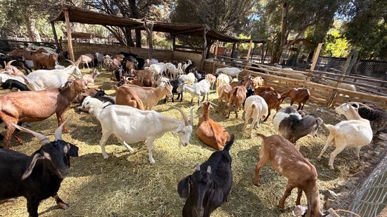 El Parque Faunístico tiene una sobrepoblación de animales y no reciben más ejemplares para evitar el colapso.