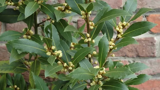 “Sean eternos los laureles”…