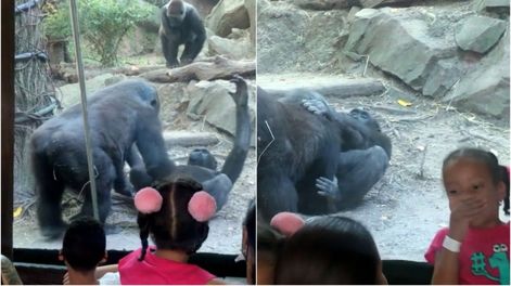 Viruela del mono: confirman al menos 219 casos en el mundo