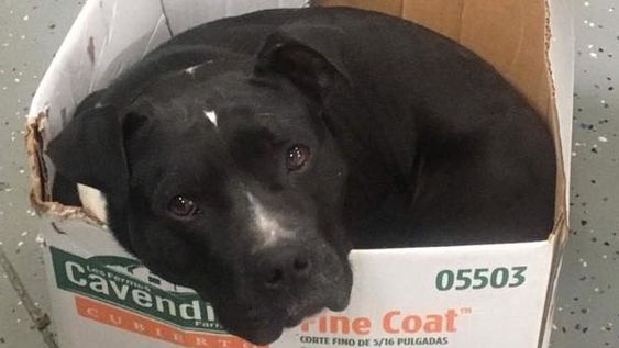 La conmovedora historia de un perro que sólo duerme en cajas de cartón