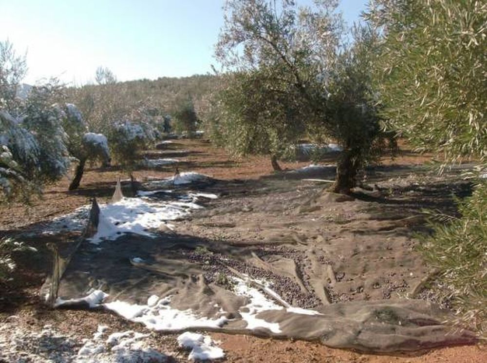 En España caería fuertemente la producción de aceite de oliva