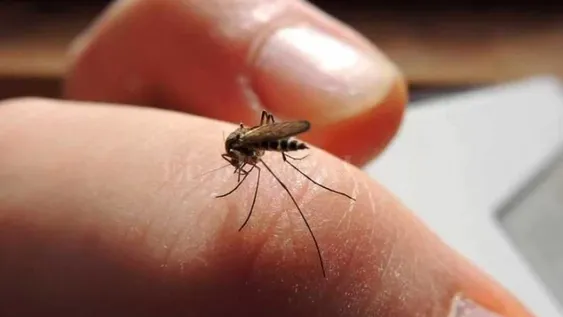 Científicos advierten que el mosquito del dengue se adaptó para sobrevivir al frío