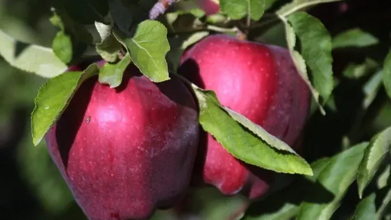 La vuelta del “calvados”