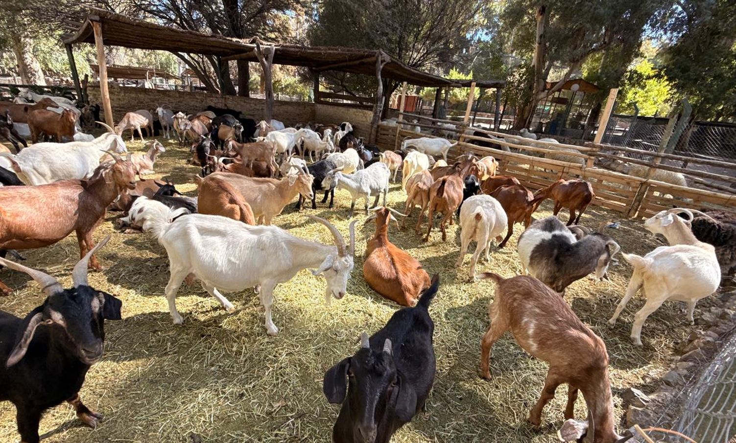 El Parque Faunístico tiene una sobrepoblación de animales y no reciben más ejemplares para evitar el colapso.