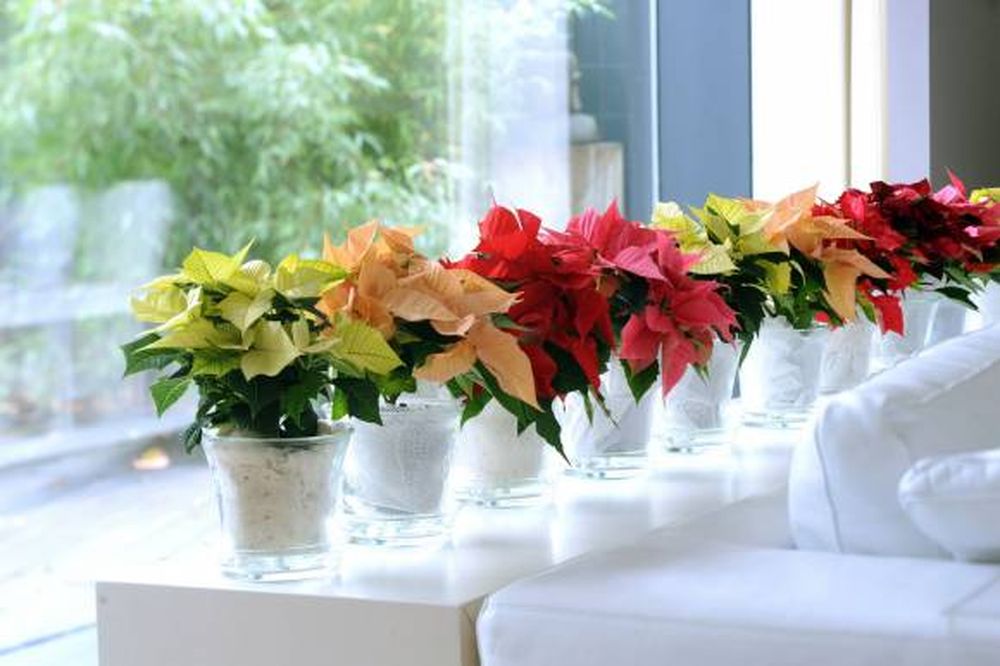 Plantas en casa