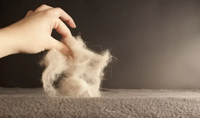 ¡Chau pelos de animales! Trucos para quitarlos de las telas