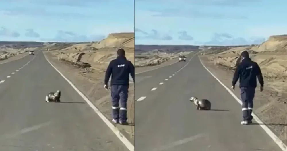 Un camionero le salvó la vida a un lobo marino que estaba perdido en medio de la ruta: “Héroe sin capa”