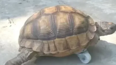 La tortuga que conmueve en las redes: le falta una pata y le colocaron una ruedita
