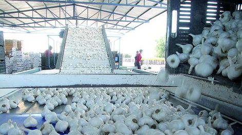 Caen las existencias mundiales de ajo y beneficia a San Juan