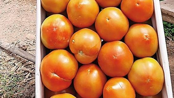 Comenzó la cosecha de tomate de invernaderos