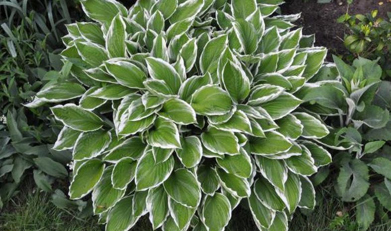 Una planta todo terreno