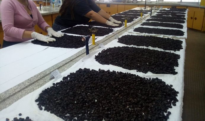 Laboratorio de calidad de pasas en rama o “Q-pasas”