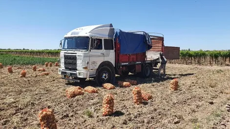 Costos de siembra de alfalfa