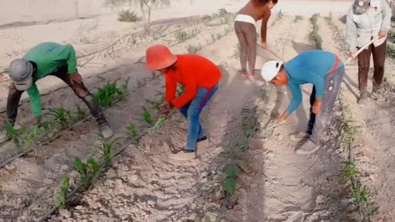 Unos 19 puestos de Guanacache tienen una huerta con sistema de riego por goteo