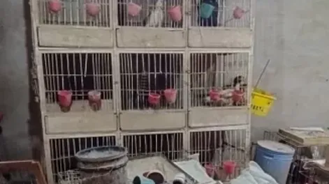 Secuestran más de 15 gallos de pelea y un ring en un operativo policial