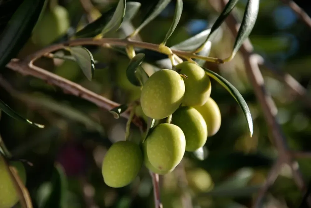 Universidad y sector productivo piensan el olivo