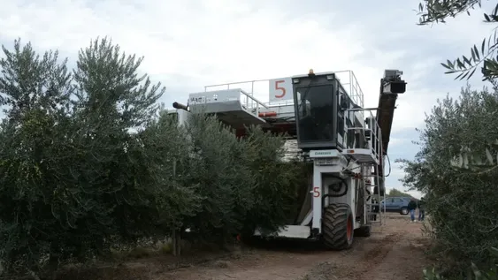 En una sola temporada la plantación de olivos crece un 13% en San Juan