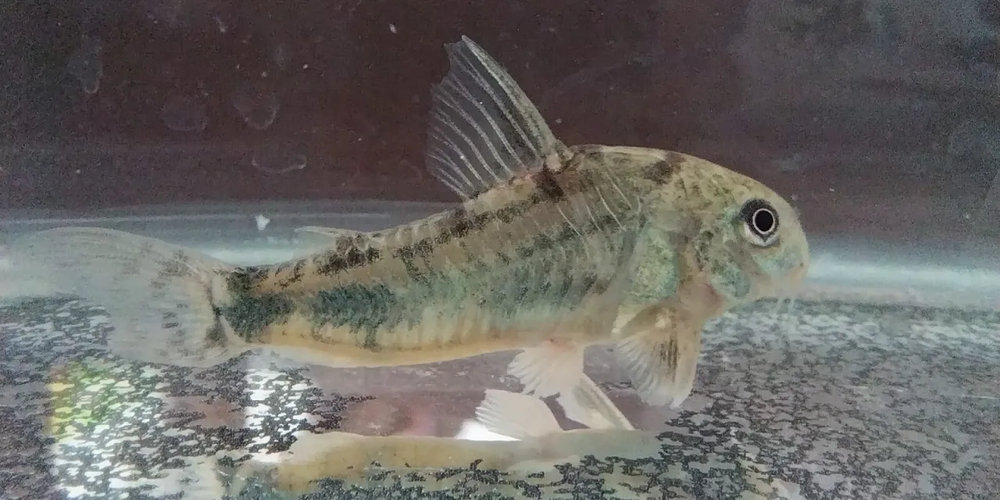 El primer registro del género Hoplisoma en la provincia de San Juan.