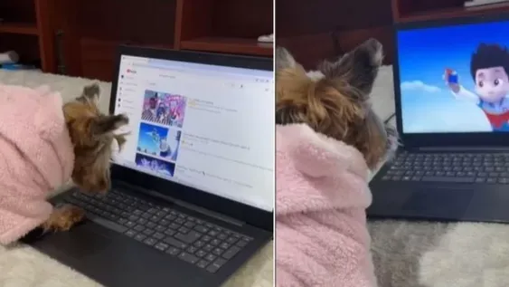 Perrita tecno: aprendió a usar la computadora para ver dibujitos