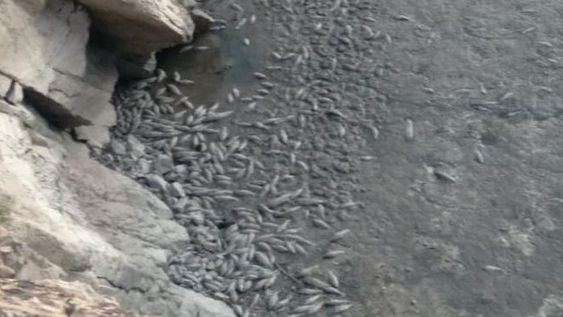 Estudian cómo reparar la fuga de agua del dique donde murieron miles de peces