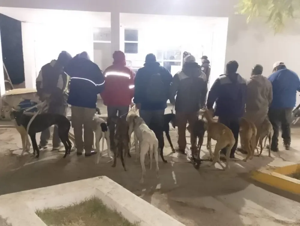 Caza ilegal: durante un operativo especial, detuvieron a 9 personas y rescataron a 14 perros en Albardón