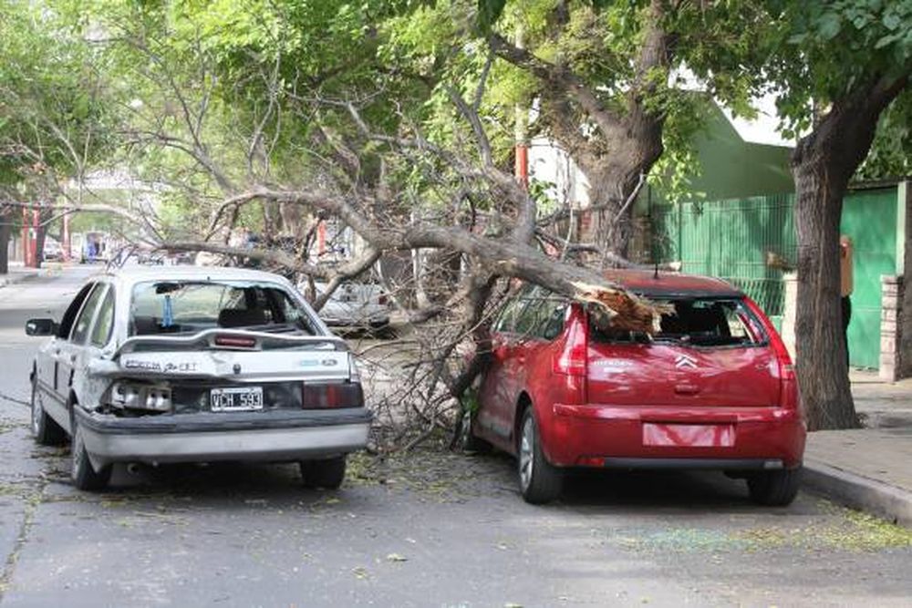 Cayó una rama y dañó a dos autos