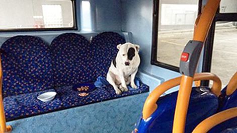 Lo abandonaron en un colectivo y no se quiso bajar