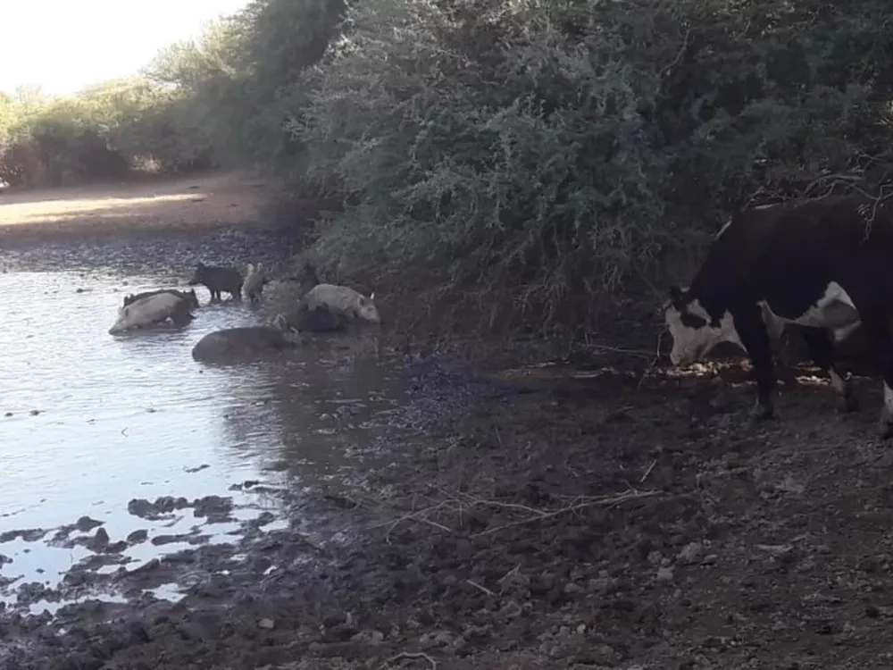 Estiman que en 2 meses resolverán si es plaga el jabalí y eventualmente como reducirlo