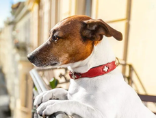 aplican ley que prohibe mantener perros y gatos en balcones, sotanos, terrazas y patios
