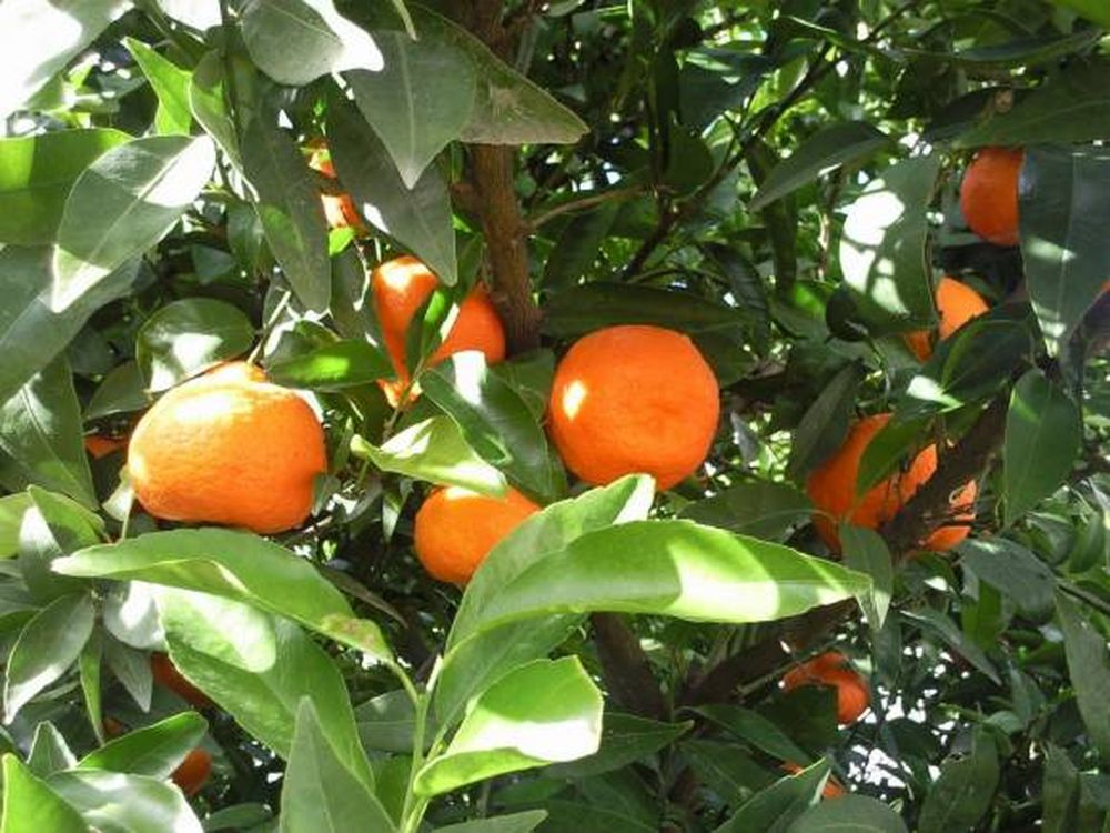 Para sacarle el jugo