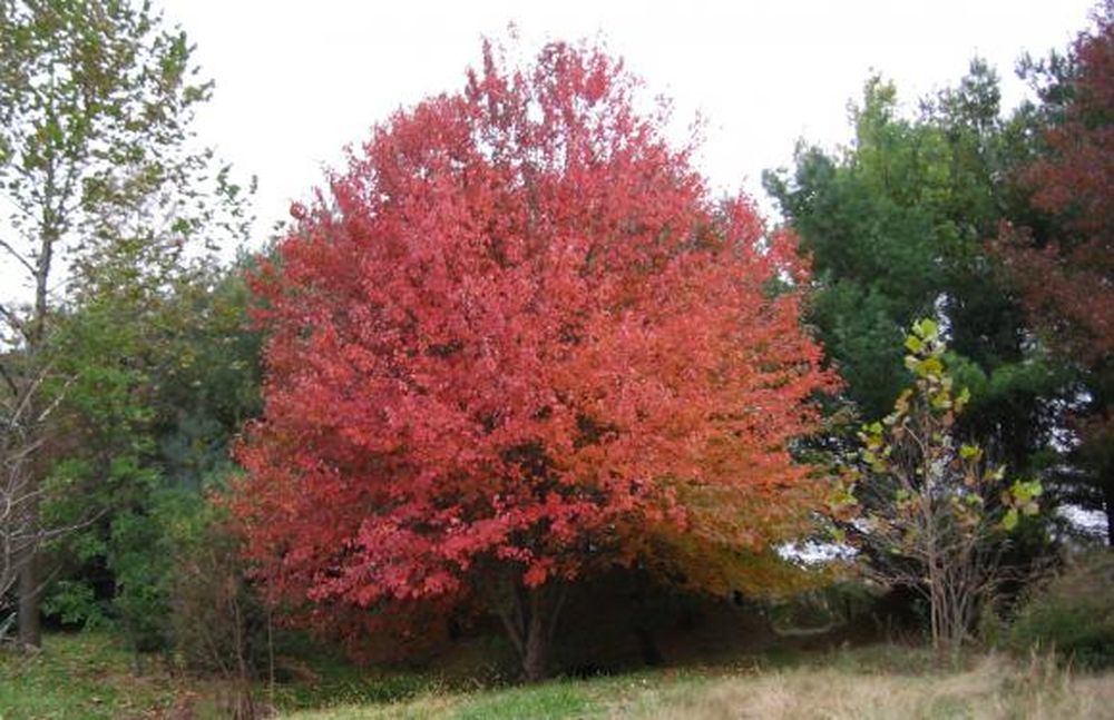 Otoño furioso