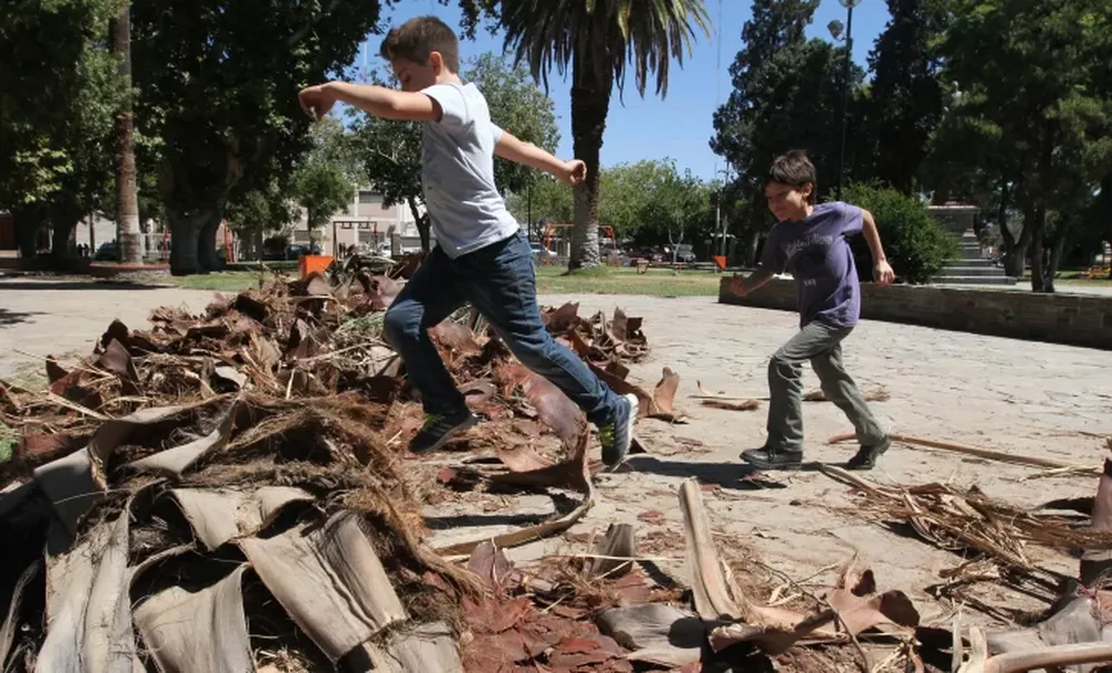 Los vecinos temen que otras palmeras de la plaza se caigan