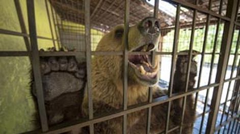 Por hambre, un oso cautivo en un restaurante se come a sí mismo