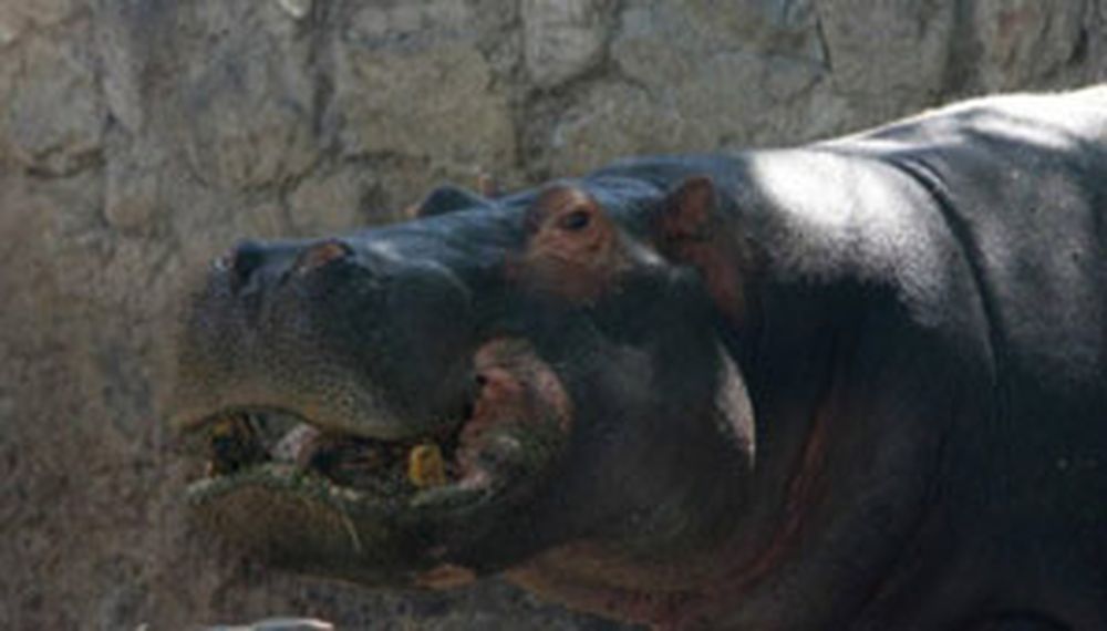 El hipopótamo del zoo de Mendoza tragó una pelota de tenis y murió