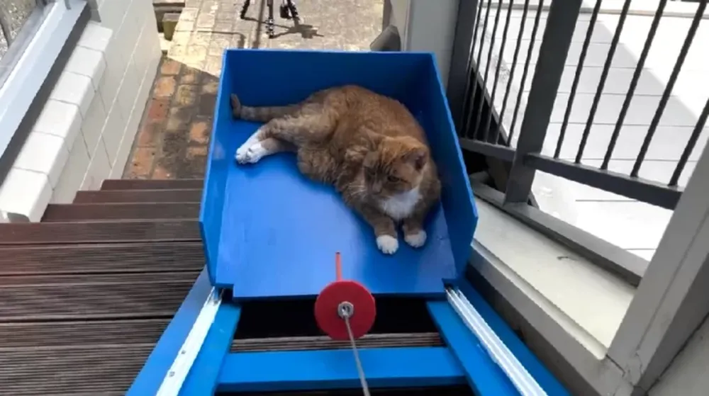 Construyó un ascensor para su gato de 19 años y el resultado se volvió furor