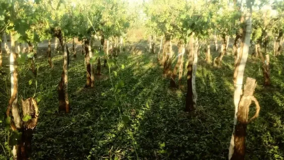 Viñedos en jaque: en dos meses y medio hubo seis accidentes climáticos