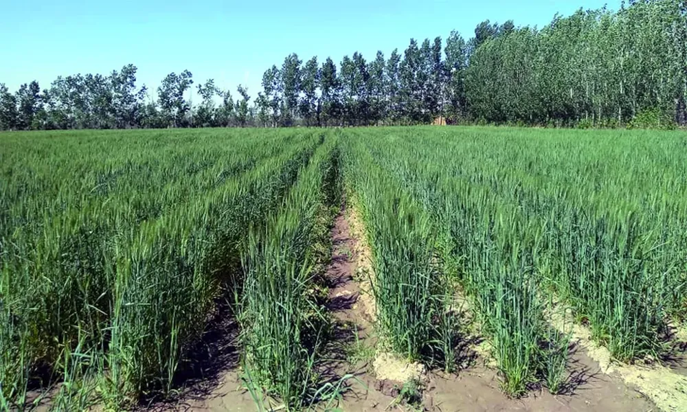 Ensayan variedades de trigo en varios departamentos