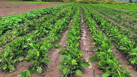 Hay consenso entre meteorólogos que el apogeo de “La Niña” ya pasó