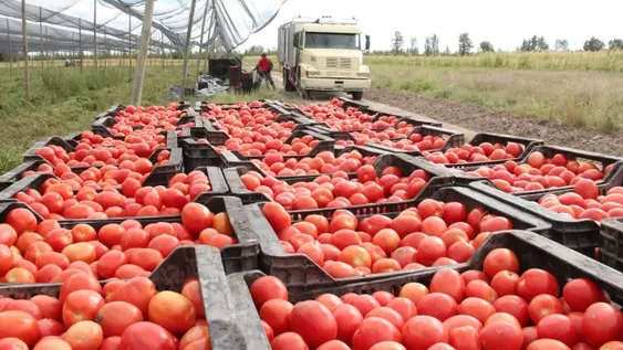 Hay alerta en el agro por nuevo virus que afecta a los tomates